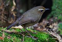 ��ü�̳���ͼƬ