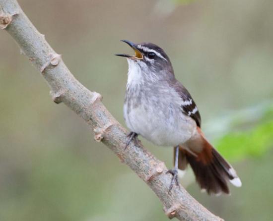 �ֱ�޴��ͼƬ