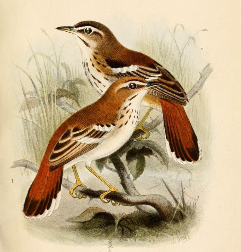 白眉薮鸲 白眉薮鸲的图片