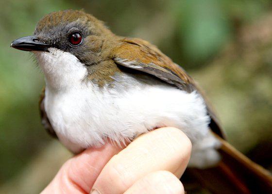 白胸鸲鸫 白胸鸲鸫的图片