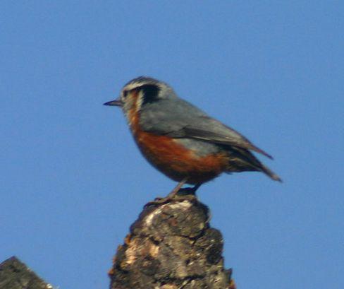 ��ü�[��ͼƬ