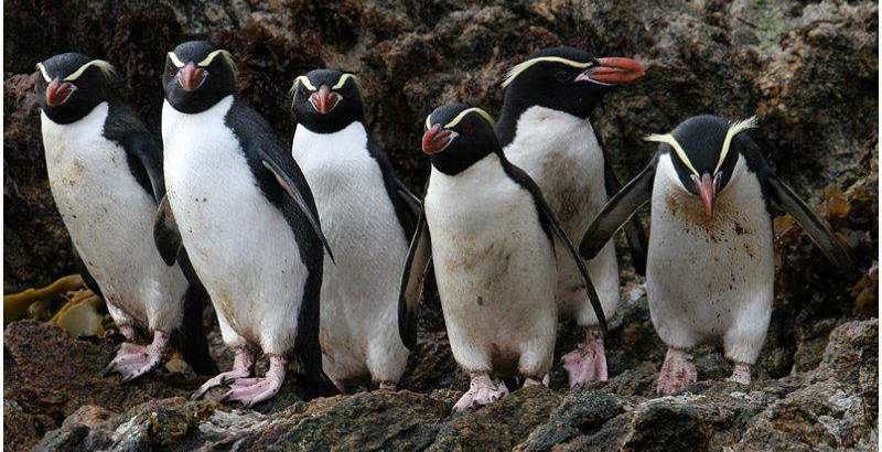 ˹����ü���