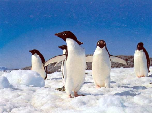 ��������ͼƬ