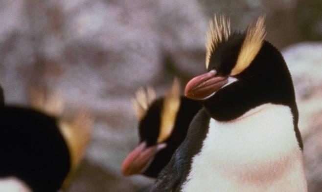 冠企鹅 冠企鹅的图片