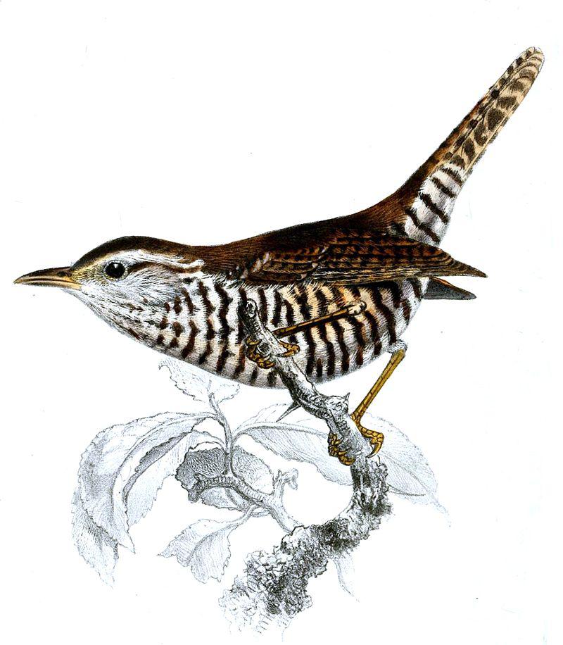 ��έ���ӵ�ͼƬ