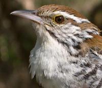 ��έ����