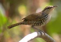 ��έ����