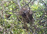 ��έ����