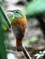 �ذ�έ����