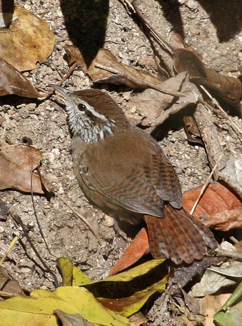 ����έ����