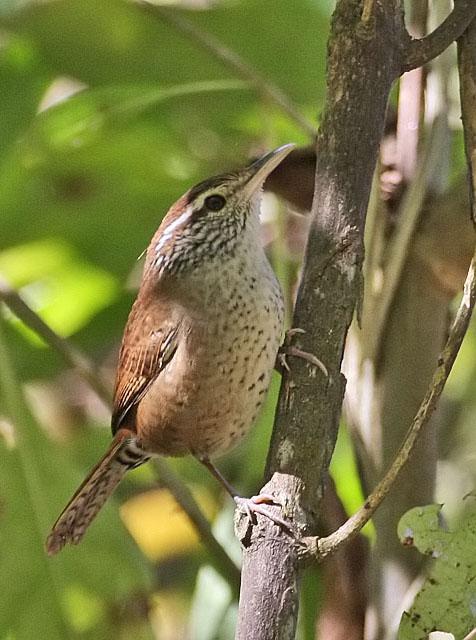 ����έ����