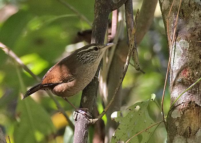 ����έ����