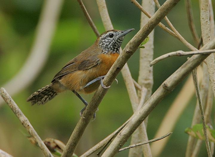 ����έ����