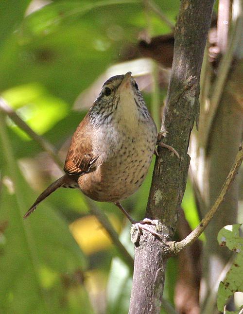 ����έ����