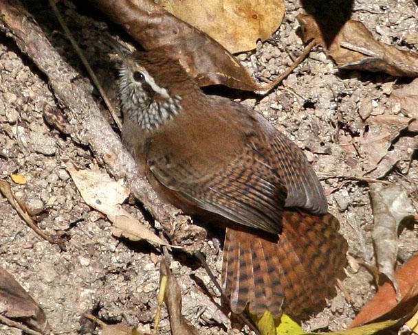 ����έ����