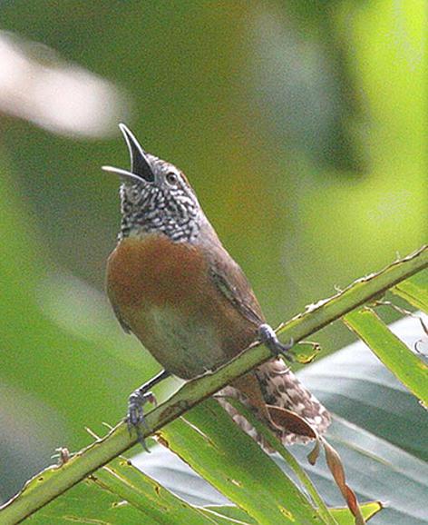 ����έ����