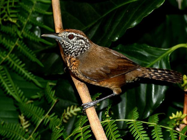 ����έ����