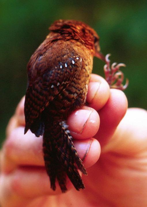 ��ü����