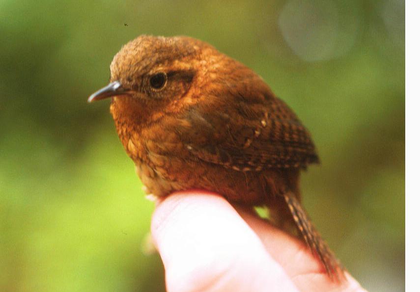 ��ü����