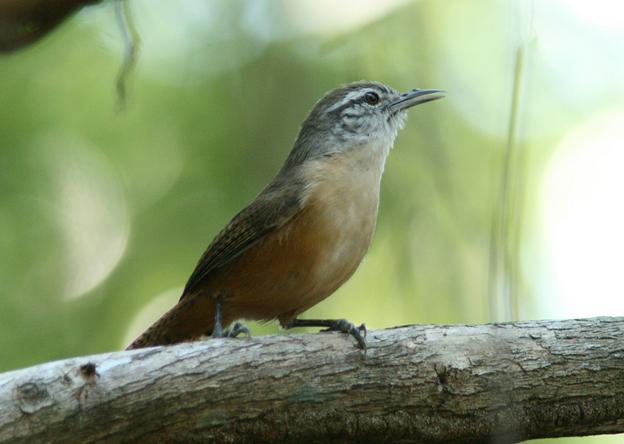褐胸苇鹪鹩 褐胸苇鹪鹩的图片