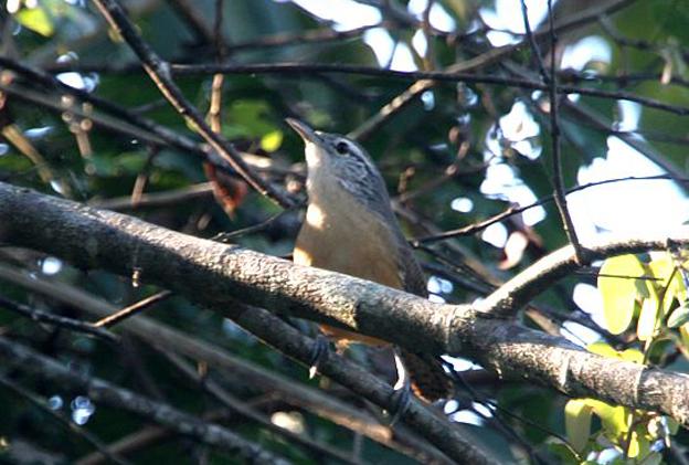 ����έ����