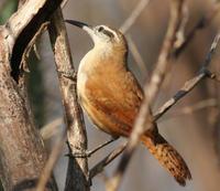 ����έ����