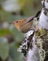 赭鹪鹩 赭鹪鹩的图片