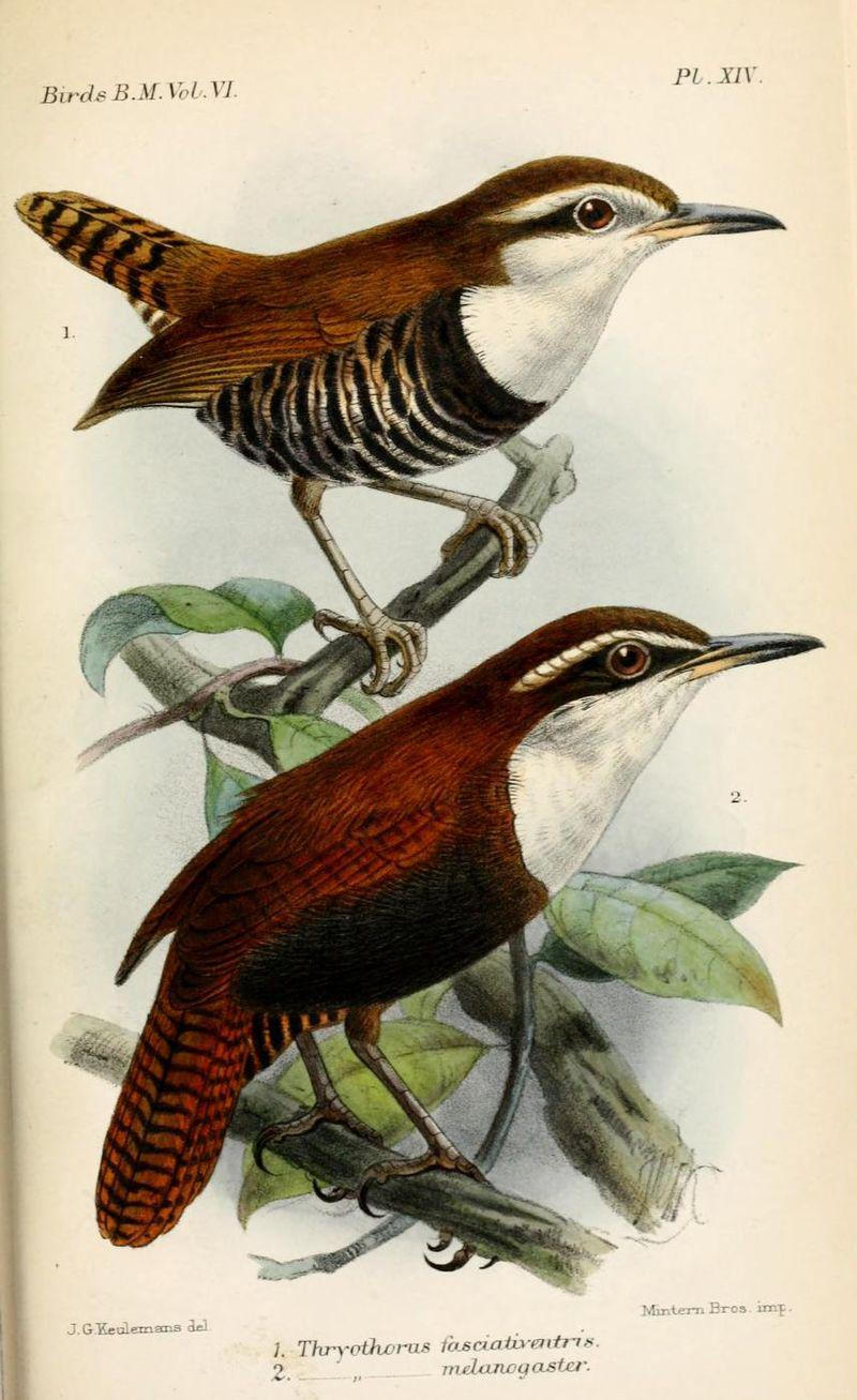 黑腹苇鹪鹩 黑腹苇鹪鹩的图片