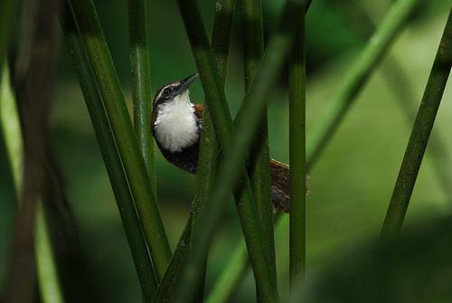 �ڸ�έ����