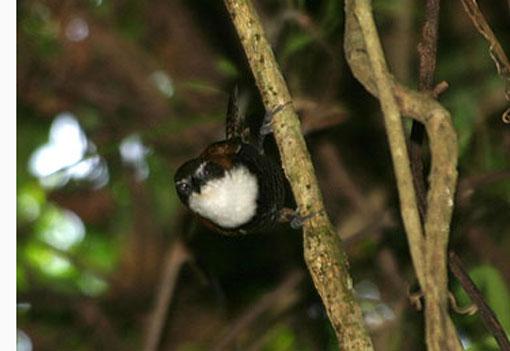 �ڸ�έ����