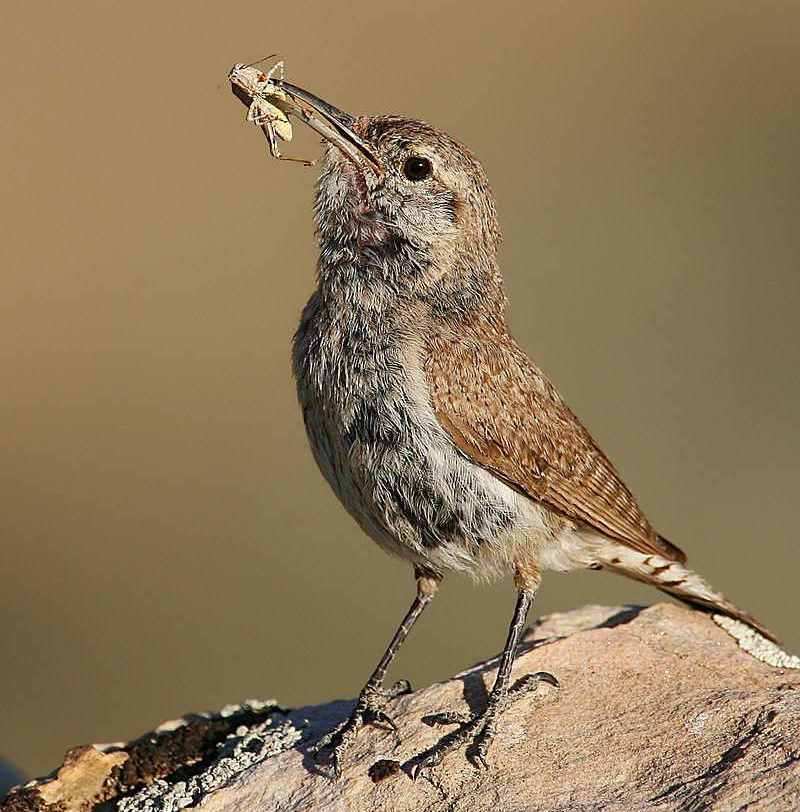 岩鹪鹩 岩鹪鹩的图片