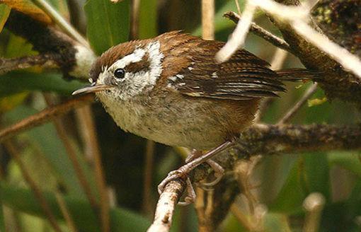 ��ɽ���ӵ�ͼƬ