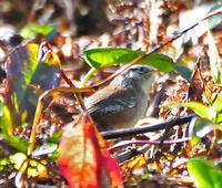 ��ɽ����