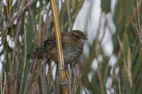 ��ɽ����