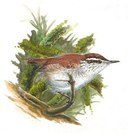 ��ɽ����