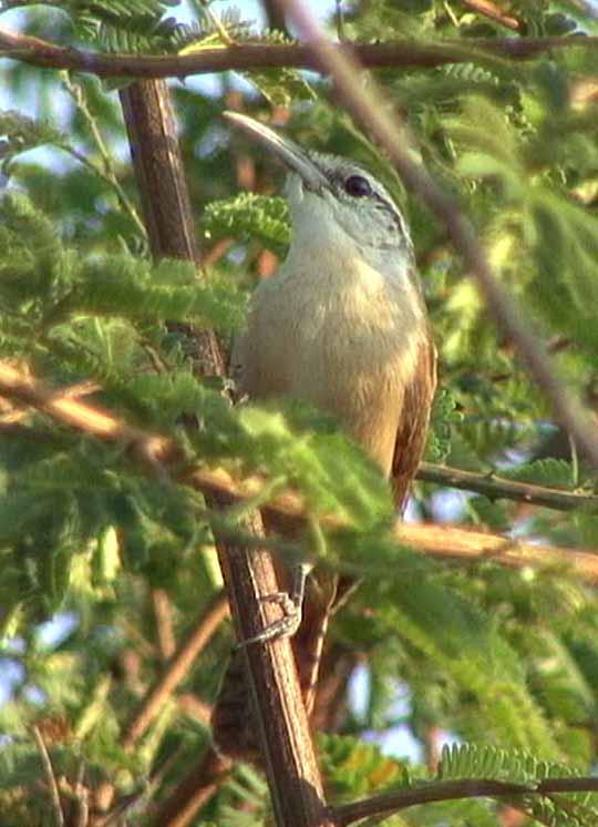 έ������