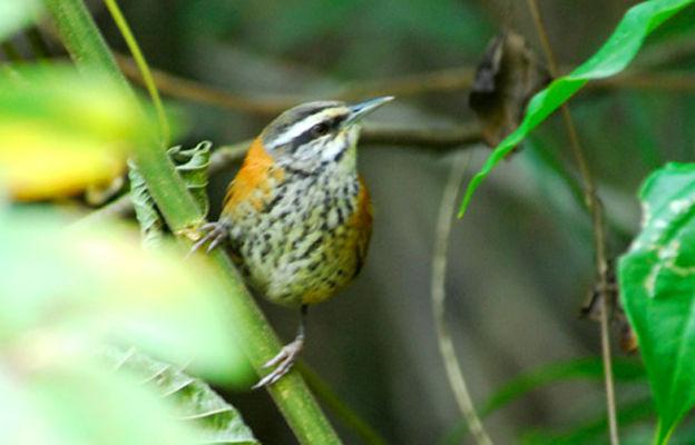 ӡ��έ����