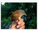 ��έ����