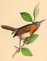 ����έ����