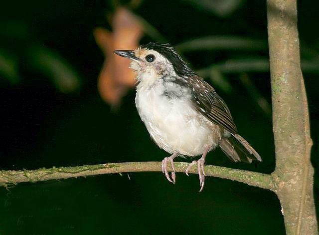 纹鹪鹩 纹鹪鹩的图片