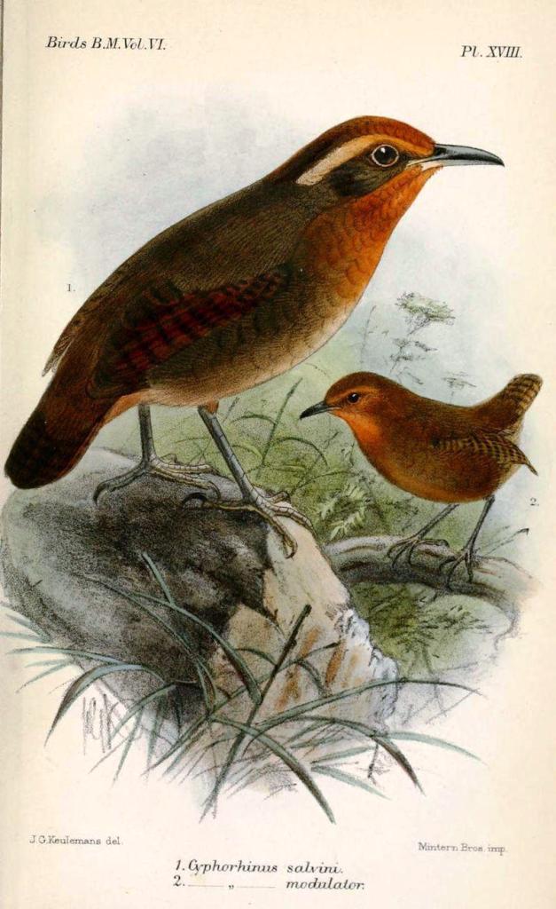 �����ӵ�ͼƬ