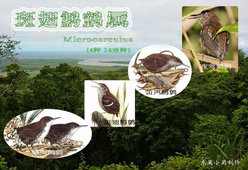 斑翅鹪鹩属 斑翅鹪鹩属的图片