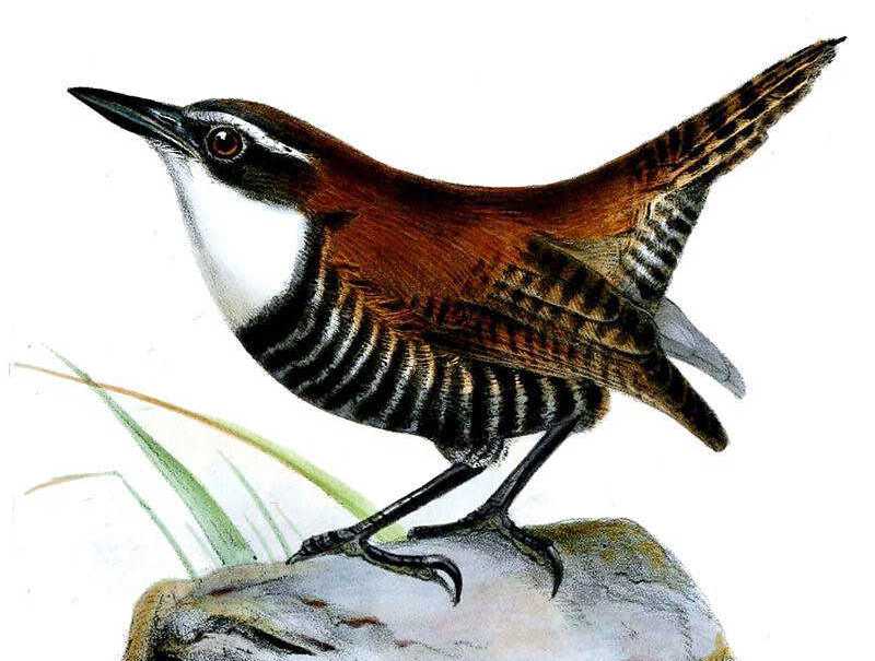 斑翅鹪鹩 斑翅鹪鹩的图片