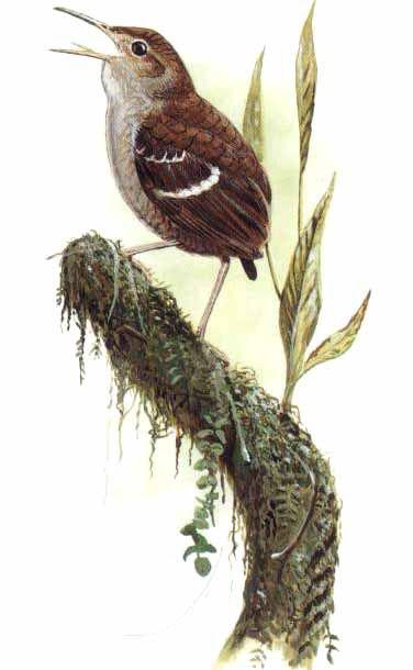 �߳�����