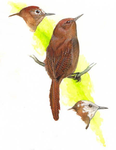 �غ�����