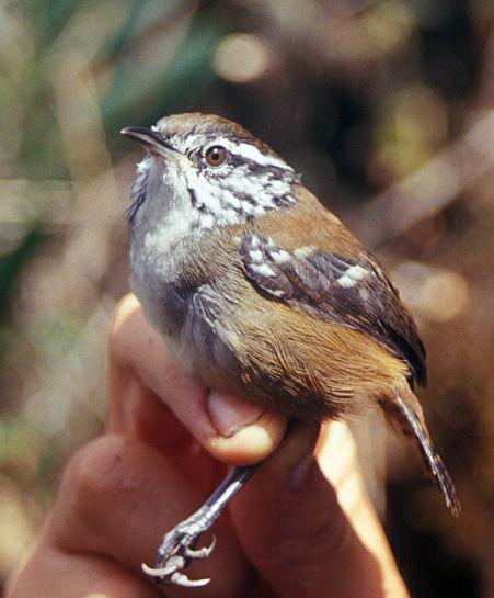 �߳����ӵ�ͼƬ