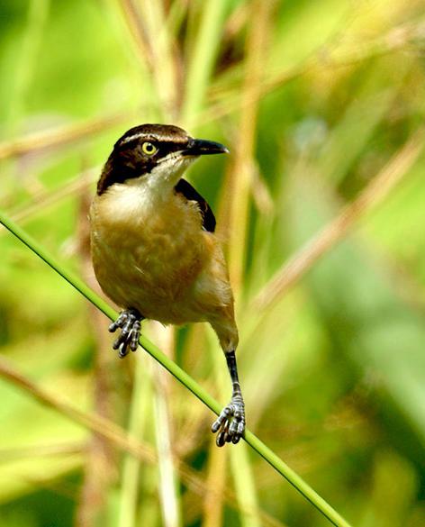 �ڶ�����