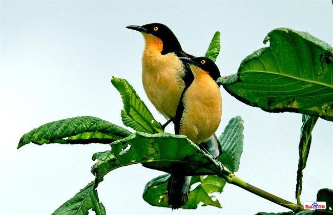 �ڶ�����