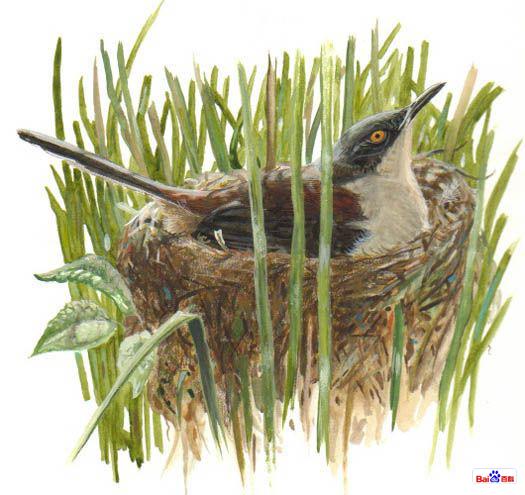 �ڶ�����