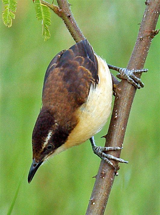 �ڶ�����